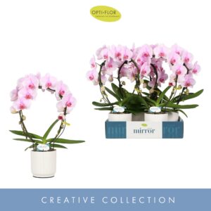 Phalaenopsis other pink (enkele ta Mirror Miracle Tiana 2 spike in Lazio White
(6 Plants/Order)(12cmP 50cmH)