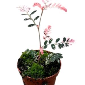 other plants Phyllanthus Urinaria Variegata
(12 Plants/Order)(6cmP 7cmH)