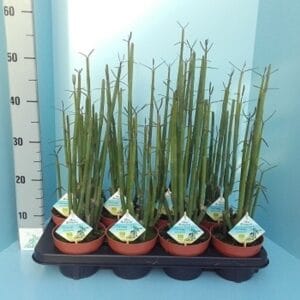 Ceropegia woodii ssp. woodii Bio dichotoma 630-CEROP13
(8 Plants/Order)(13cmP 65cmH)