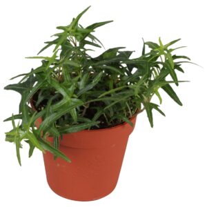 Hedera Tres Coupe Hedera helix Sagittaefolia
(12 Plants/Order)(9cmP 5cmH)