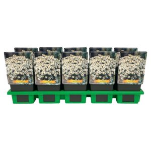 Aster alpinus Aster alpinus 'White' P11
(10 Plants/Order)(11cmP 25cmH)