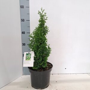 Thuja other dark yellow Thuja occ. 'Brobeck's Tower'
(1 Plants/Order)(19cmP 25cmH)