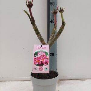 Plumeria Hawaiian Plumeria rubra
(6 Plants/Order)(15cmP 30cmH)