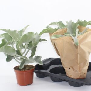 Kalanchoe beharensis Kalanchoe beharensis
(3 Plants/Order)(17cmP 40cmH)