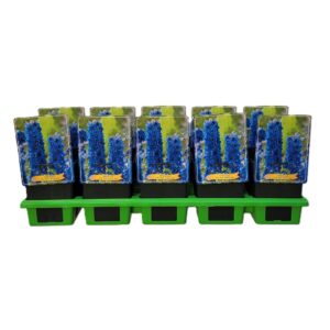 Delphinium Delphinium 'Sky Blue White Bee' P11
(10 Plants/Order)(11cmP 25cmH)