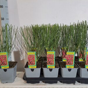 Cytisus Boskoop Ruby Cytisus Boskoop Ruby
(8 Plants/Order)(13cmP 45cmH)