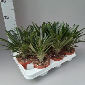 Pachypodium lamerei Pachypodium lamerei
(9 Plants/Order)(10.5cmP 20cmH)