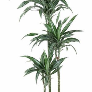 Dracaena Ulises Dracaena Ulises 90-60-30
(1 Plants/Order)(24cmP 140cmH)
