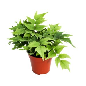 Cyrtomium falcatum Cyrtomium Fortunei Clivicola (Kamerplant)
(12 Plants/Order)(8.5cmP 15cmH)