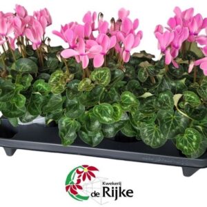 Cyclamen Cyclamen Super Serie XL 15 pink GEVLAMD
(3 Plants/Order)(15cmP 35cmH)