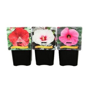 Hibiscus Hibiscus mix Laag C5
(1 Plants/Order)(21cmP 35cmH)