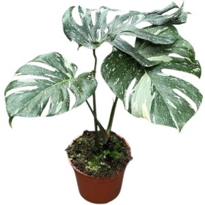 Monstera deliciosa Thai Constellati Monstera Thai Constellation
(1 Plants/Order)(27cmP 70cmH)