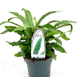 Asplenium scolopendrium Asplenium scolopendrium ES15 1,7l
(6 Plants/Order)(15cmP 15cmH)