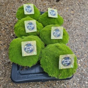 Vaste plants other Mossy Peppin (Green) Potschaal 17 (Scleranthus Green-Groen)
(6 Plants/Order)(17cmP 15cmH)