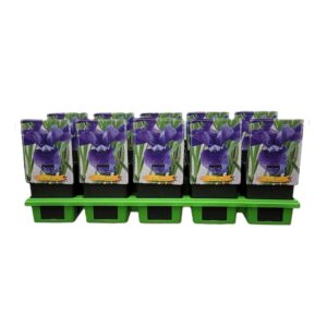 Iris sibirica Iris sibirica 'Cote d'Azur' P11
(10 Plants/Order)(11cmP 25cmH)