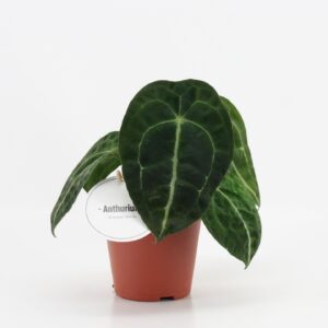 Anthurium Leaf Anthurium Forgetti x Nigrolaminum
(6 Plants/Order)(12cmP 25cmH)