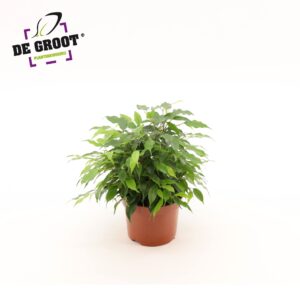 Ficus Green Kinky Ficus benjamina 'Green Kinky'
(10 Plants/Order)(12cmP 27cmH)