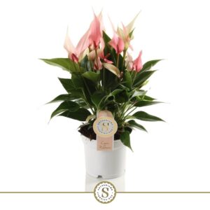 Anthurium Lilli Lilli 12cm
(10 Plants/Order)(12cmP 40cmH)