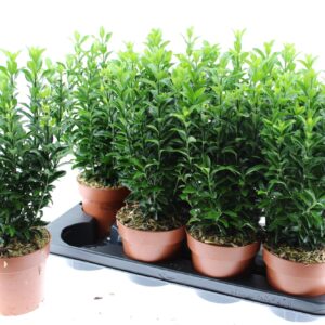 Euonymus japonicus Green Spire Euonymus Japonica 'Green spire'
(8 Plants/Order)(13cmP 45cmH)