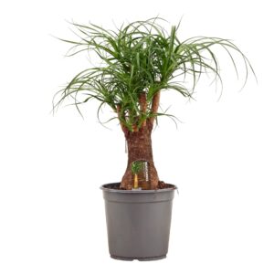 Nolina recurvata Beaucarnea busch 24 cm
(1 Plants/Order)(24cmP 70cmH)