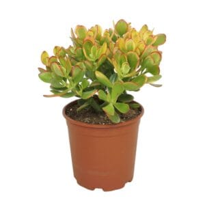 Crassula Sunset
(3 Plants/Order)(21cmP 45cmH)