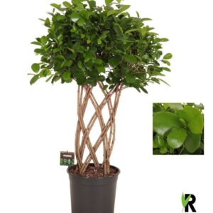 Ficus Moclame Ficus micr. Moclame Dubble gevlochten mat
(1 Plants/Order)(27cmP 110cmH)