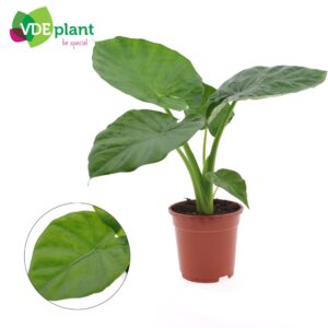 Alocasia Alocasia Macrorrhiza
(4 Plants/Order)(17cmP 60cmH)