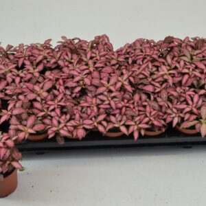Fittonia Mosaic Pink Forest Flame FITTONIA PINK FOREST FLAME 8,5 CM
(21 Plants/Order)(8.5cmP 12cmH)