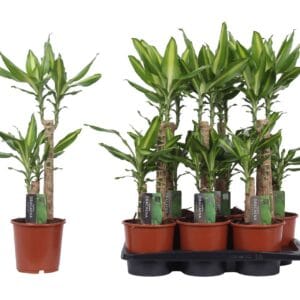 Dracaena Mass Coast Dracaena Mass Coast, 17 cm Pot
(1 Plants/Order)(17cmP 75cmH)