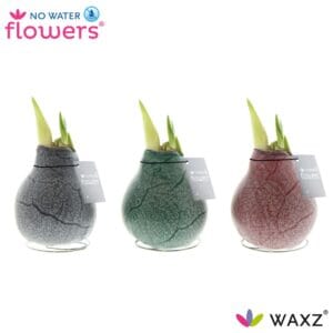 Droge ball Hippeastrum Wax Waxz® Marble
(6 Plants/Order)(5cmP 15cmH)