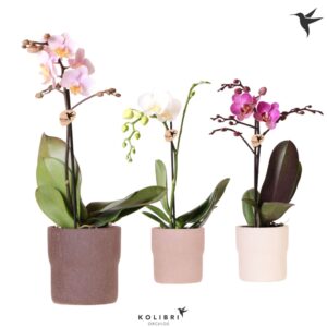 Phalaenopsis mixed Kolibri Orchids Phalaenopsis mix 1 spike in Rustic Pot sand mix
(8 Plants/Order)(9cmP 40cmH)