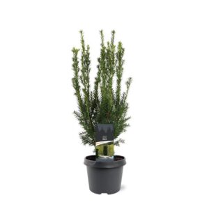 Taxus media Hillii Taxus media 'Hillii'
(1 Plants/Order)(19cmP 60cmH)