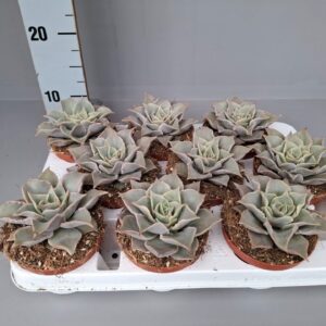 Echeveria Echeveria Madiba (Maradiba)
(12 Plants/Order)(11cmP 15cmH)