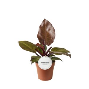 Philodendron Philodendron McColley's Finale
(10 Plants/Order)(12cmP 25cmH)