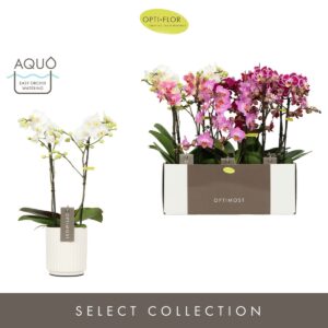 Phalaenopsis Multiflora Optimost mix 2 spike in Molise White Aquo
(6 Plants/Order)(12cmP 45cmH)