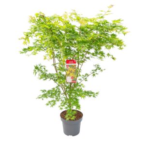 Acer palmatum Sangokaku Acer palm. 'Sangokaku' C14 struik
(1 Plants/Order)(30cmP 175cmH)