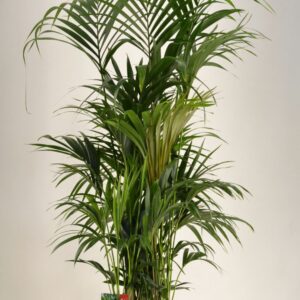 Howea forsteriana KENTIA - P34 H180 - 15PP (Howea forsteriana)
(1 Plants/Order)(34cmP 180cmH)