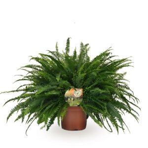 Nephrolepis Green Lady Nephrolepis Green Lady
(1 Plants/Order)(19cmP 60cmH)