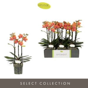 Phalaenopsis Multifl. typ 'Paprika' Optimost pepper 3 spike
(6 Plants/Order)(12cmP 45cmH)