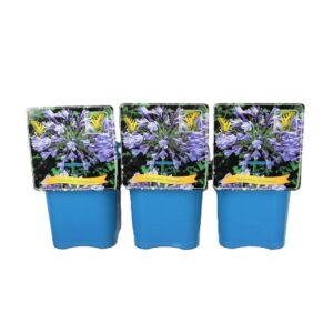 Agapanthus Intermedius Agapanthus 'Intermedius' C5
(1 Plants/Order)(21cmP 35cmH)