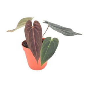 Anthurium Leaf DocBlock Anthurium Black Widow® '43' X Red Velvet Cake® '24'
(2 Plants/Order)(15cmP 50cmH)