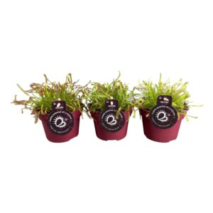 Drosera Drosera Capensis 12 cm mix
(6 Plants/Order)(12cmP 17cmH)