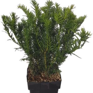 Taxus baccata Repandens Taxus baccata 'Repandens' P17
(6 Plants/Order)(17cmP 50cmH)