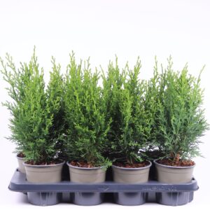 Chamaecyparis Robusta Chamaecyparis lawsoniana 'Robusta'
(8 Plants/Order)(13cmP 45cmH)