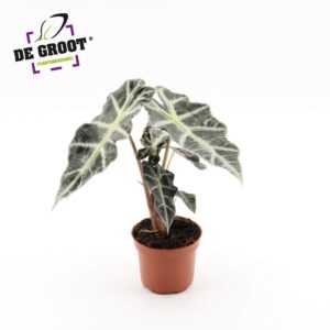 Alocasia Polly Alocasia 'Polly'
(6 Plants/Order)(12cmP 30cmH)