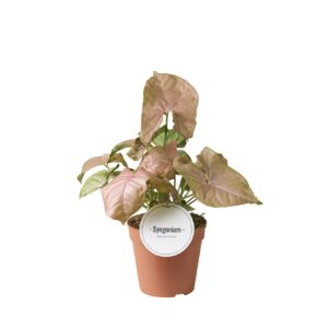 Syngonium Syngonium Neon
(6 Plants/Order)(12cmP 25cmH)