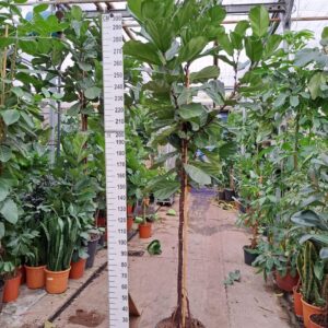 Ficus lyrata Ficus Lyrata stam 300
(1 Plants/Order)(45cmP 300cmH)