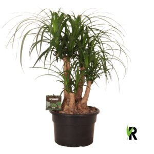 Nolina recurvata Beaucarnea rec. busch
(1 Plants/Order)(23cmP 60cmH)