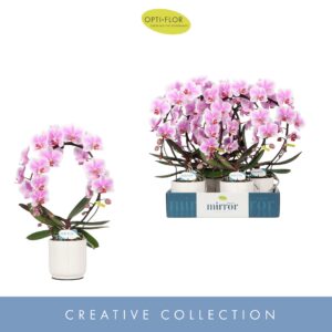 Phalaenopsis other Mirror Miracle Jasmine 2 spike in Lazio White
(4 Plants/Order)(12cmP 50cmH)