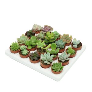 Succulenten mix Succulent mini mix 3 cm
(20 Plants/Order)(4cmP 5cmH)